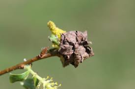 Attēlu rezultāti vaicājumam “Rhabdophaga rosaria”