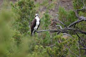 Attēlu rezultāti vaicājumam “Pandion haliaetus adult”