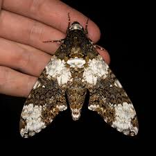 Attēlu rezultāti vaicājumam “Sphingidae”