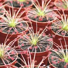 Image result for Drosera