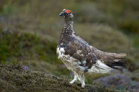 Image result for Lagopus muta