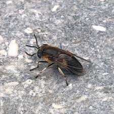 Attēlu rezultāti vaicājumam “Heptatoma pellucens”