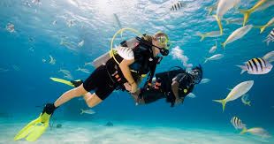 Image result for Discover Swimming