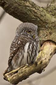 Attēlu rezultāti vaicājumam “Glaucidium passerinum”