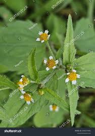 Attēlu rezultāti vaicājumam “Galinsoga quadriradiata”