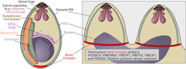Attēlu rezultāti vaicājumam “Colloderma oculatum plasmodium”