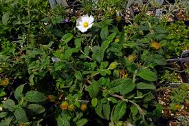 Attēlu rezultāti vaicājumam “Cistaceae”