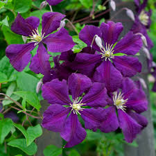Attēlu rezultāti vaicājumam “Clematis flower”