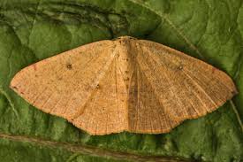 Attēlu rezultāti vaicājumam “Cyclophora pendularia”