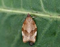 Attēlu rezultāti vaicājumam “Pandemis cerasana”