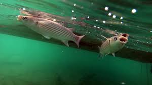 Image result for Mugil