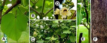 Attēlu rezultāti vaicājumam “Catalpa ovata”