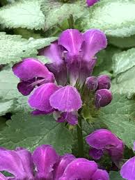 Attēlu rezultāti vaicājumam “Lamium maculatum”