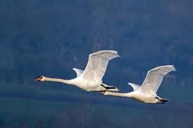 Attēlu rezultāti vaicājumam “Cygnus olor”