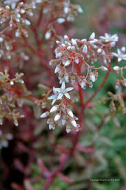 Image result for Sedum album `Coral Carpet`