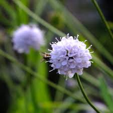 Image result for Succisella inflexa