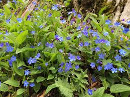 Image result for Omphalodes verna