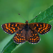 Attēlu rezultāti vaicājumam “Euphydryas maturna larva”