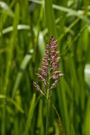 Attēlu rezultāti vaicājumam “Phalaroides arundinacea”