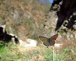 Attēlu rezultāti vaicājumam “Lycaena tityrus underside”