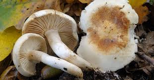 Attēlu rezultāti vaicājumam “Tricholoma album”