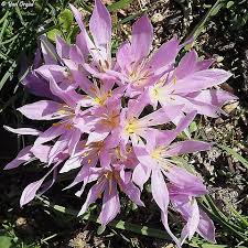 Attēlu rezultāti vaicājumam “Colchicum szovitsii subsp. szovitsii flower”