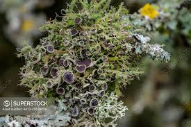 Attēlu rezultāti vaicājumam “Anaptychia ciliaris”