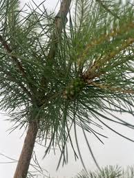Attēlu rezultāti vaicājumam “Pinus sylvestris leaf”
