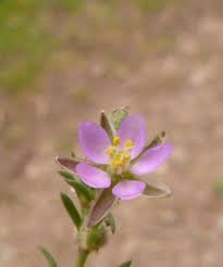 Attēlu rezultāti vaicājumam “Spergularia rubra”