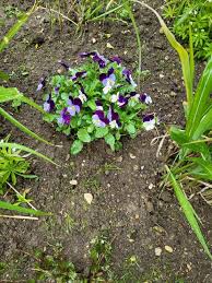 Attēlu rezultāti vaicājumam “Viola uliginosa bud”