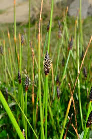 Attēlu rezultāti vaicājumam “Eleocharis palustris flower”