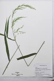 Attēlu rezultāti vaicājumam “Cinna latifolia fruit”