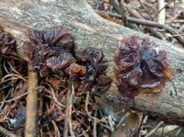 Attēlu rezultāti vaicājumam “Exidia saccharina”