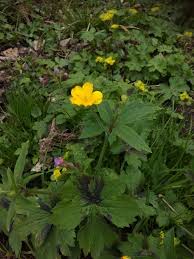 Attēlu rezultāti vaicājumam “Ranunculus lanuginosus flower”