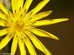 Attēlu rezultāti vaicājumam “Tragopogon pratensis subsp. pratensis”