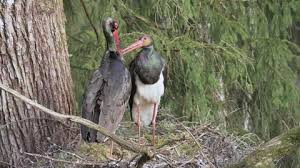Attēlu rezultāti vaicājumam “Ciconia nigra adult”