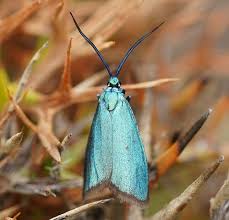 Attēlu rezultāti vaicājumam “Adscita statices”