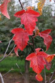 Attēlu rezultāti vaicājumam “Malus purpurea leaf”