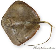 Image result for Bathytoshia centroura