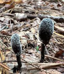 Attēlu rezultāti vaicājumam “Cordyceps ophioglossoides”