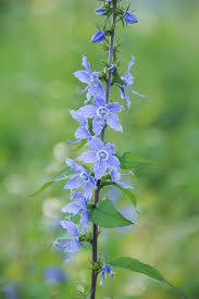 Image result for Campanula americana