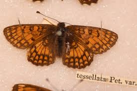 Attēlu rezultāti vaicājumam “Mellicta athalia underside”