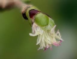 Attēlu rezultāti vaicājumam “Corylus avellana female flower”