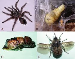 Attēlu rezultāti vaicājumam “Aranei exuvia”