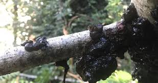 Attēlu rezultāti vaicājumam “Exidia glandulosa”