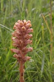 Attēlu rezultāti vaicājumam “Orobanche elatior flower”