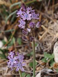 Attēlu rezultāti vaicājumam “Jamesoniella autumnalis sporophyte”