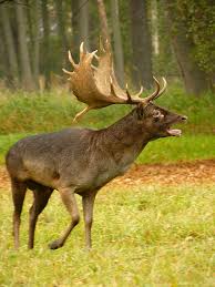 Attēlu rezultāti vaicājumam “Dama dama”