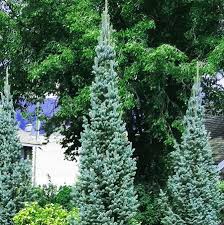 Attēlu rezultāti vaicājumam “Picea pungens”