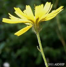 Attēlu rezultāti vaicājumam “Crepis tectorum flower”